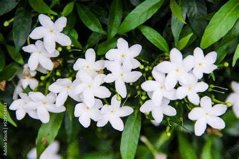 sampaguita in english.